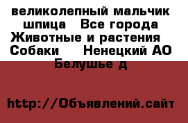 великолепный мальчик шпица - Все города Животные и растения » Собаки   . Ненецкий АО,Белушье д.